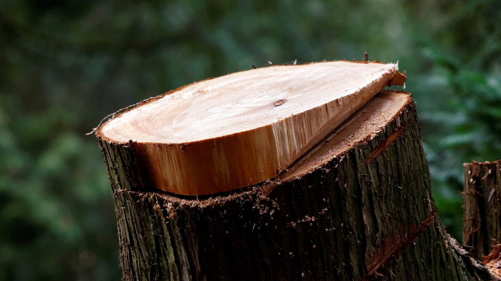 Der Stumpf eines abgesägten Baumes