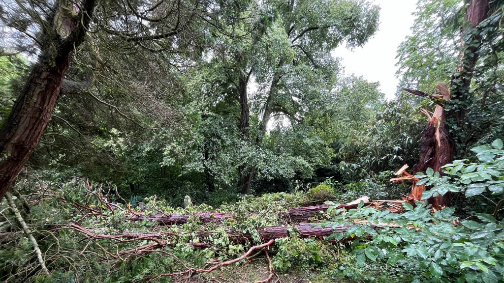 Foto: Umgestürzter Baum auf dem Friedhof St. Johann