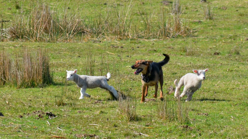 Foto: Ein Hund zwischen zwei Lämmern