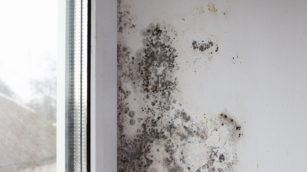 Schimmel breitet sich großflächig hinter einem schlecht gedämmten Fenster aus.