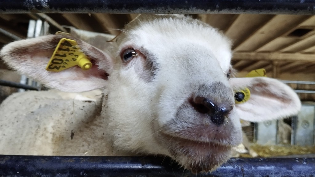 Schaf auf dem Bauernhof Domaines les Bachats