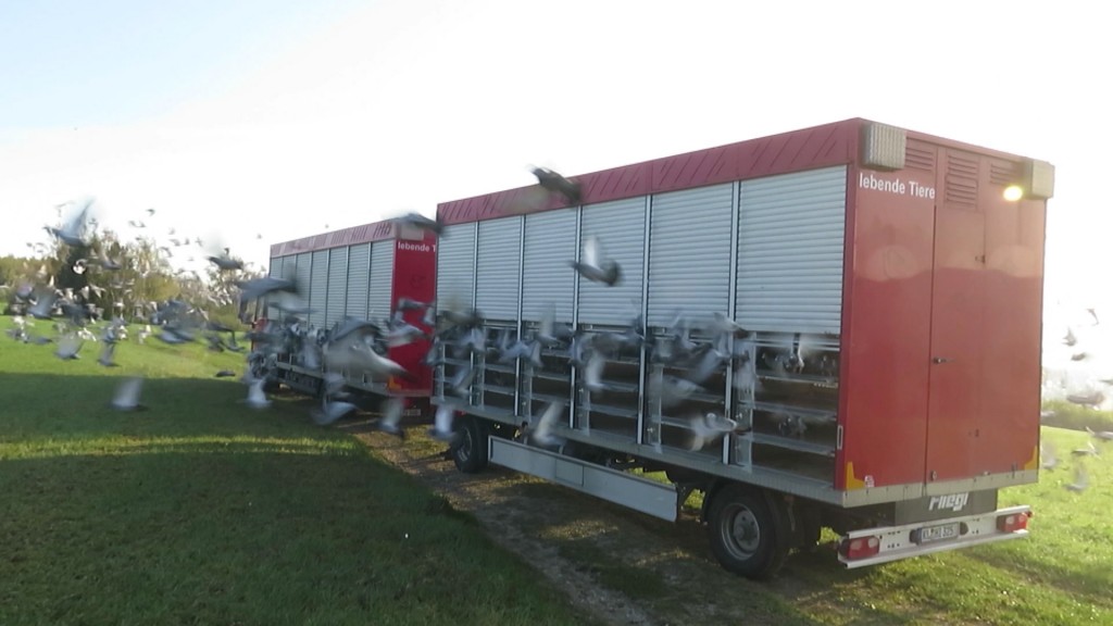 Startende Brieftauben aus einem Taubentransporter von Geraldy