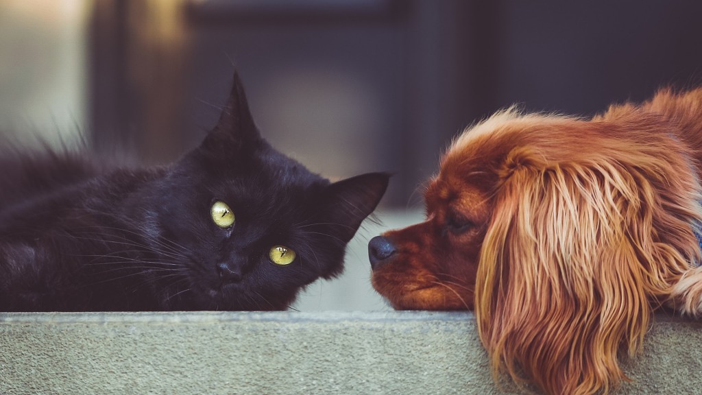 Katze und Hund