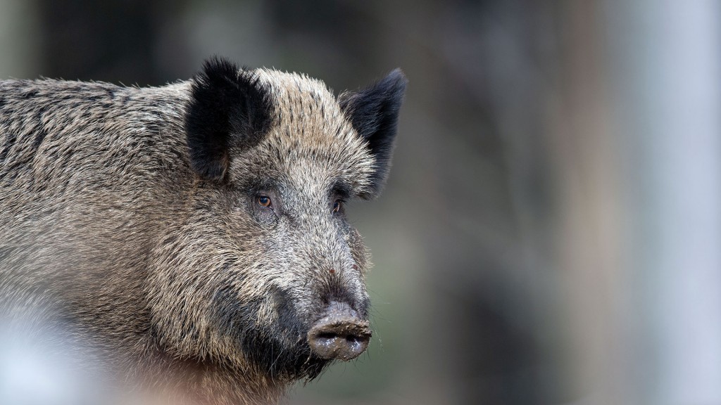 Wildschwein