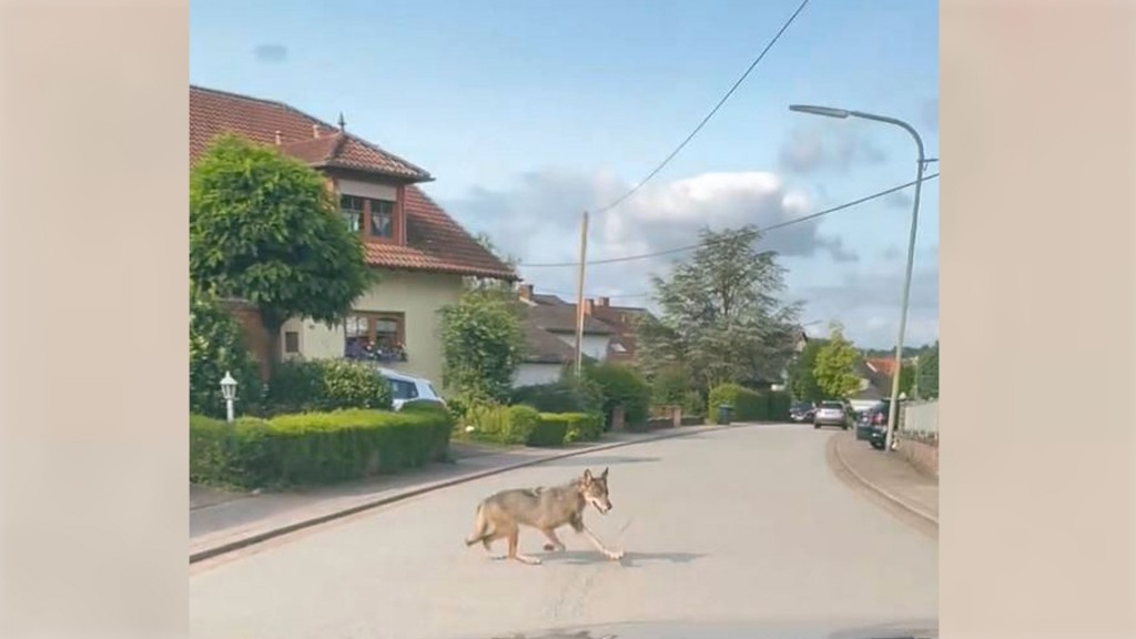 Der in Eiweiler gesichtete Wolf