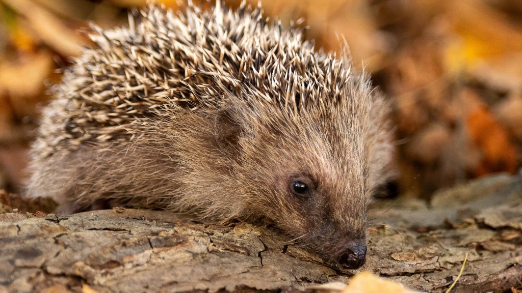 Igel im Herbst