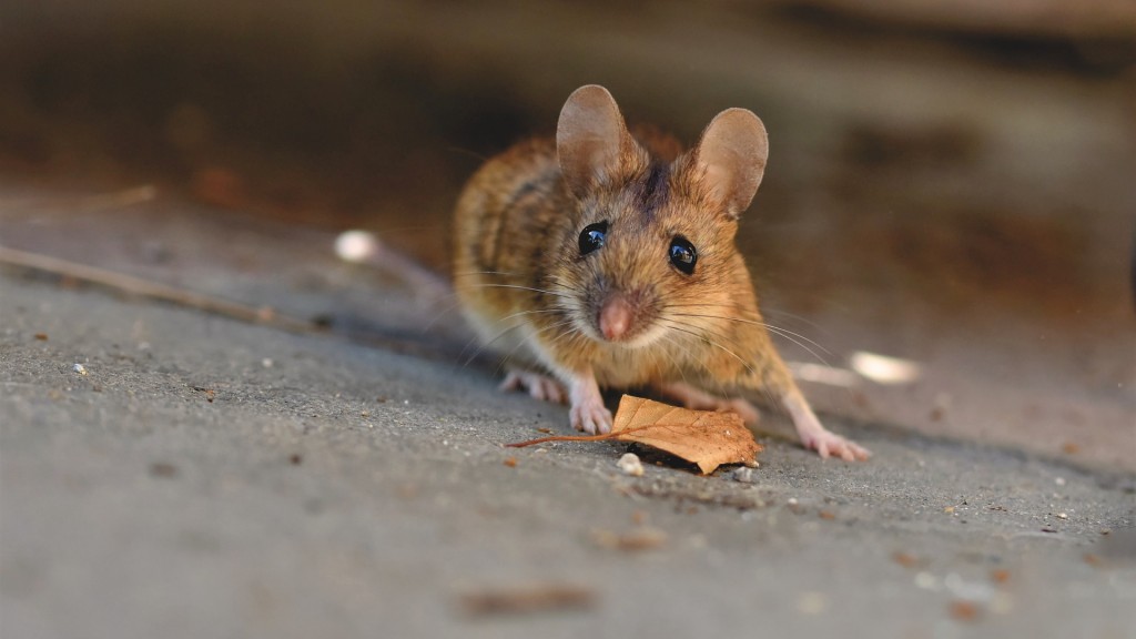 Maus 