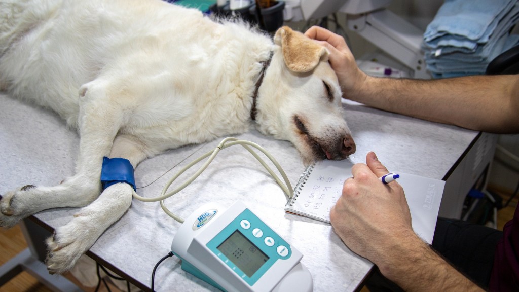 Kranker Hund beim Tierarzt