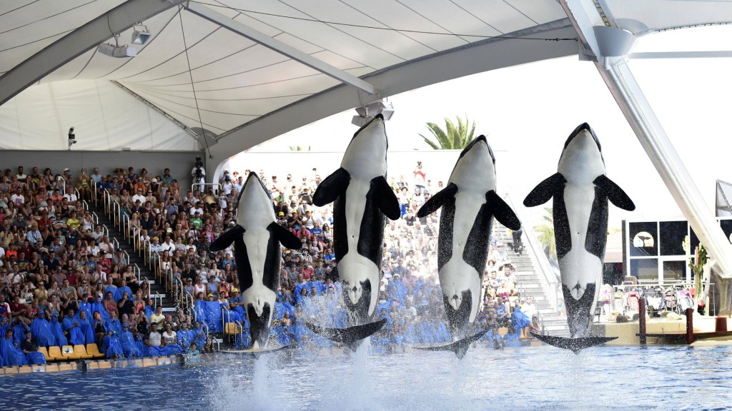 Orca-Wale in einem Zoo