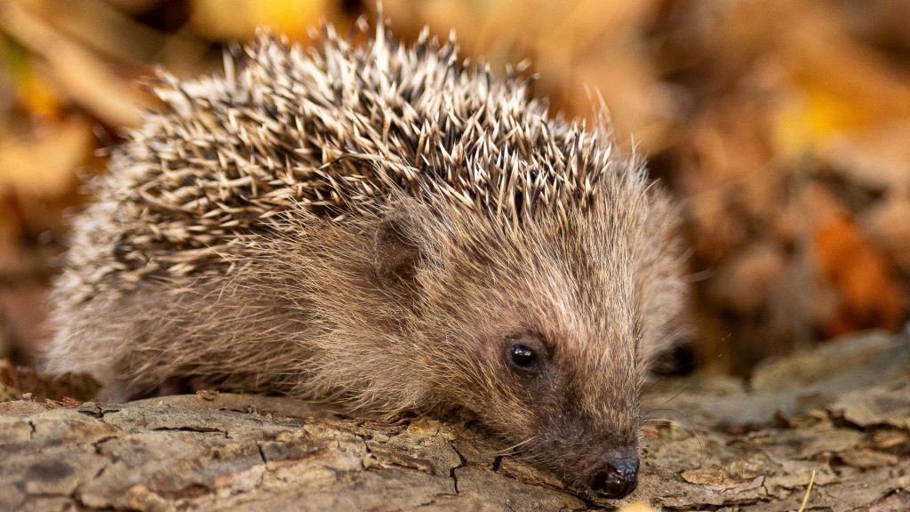 Igel