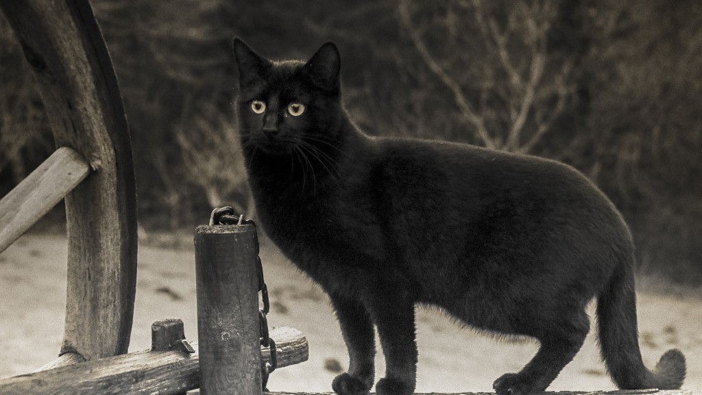 Eine schwarze Katze