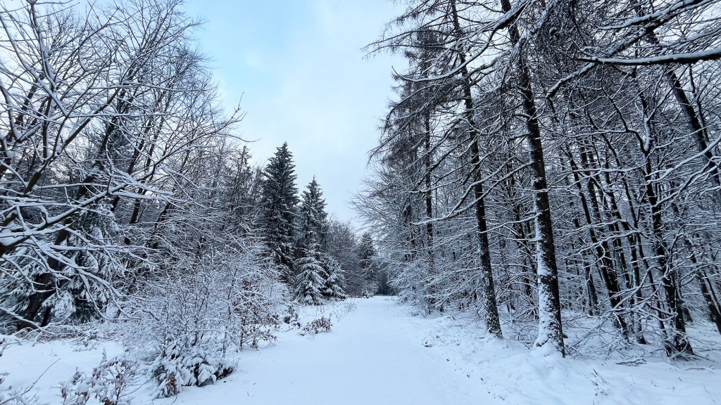 Winterwald auf dem Dollberg