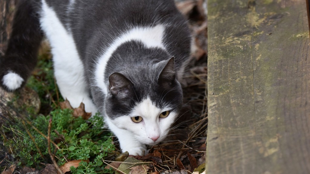 Freigängerkatze