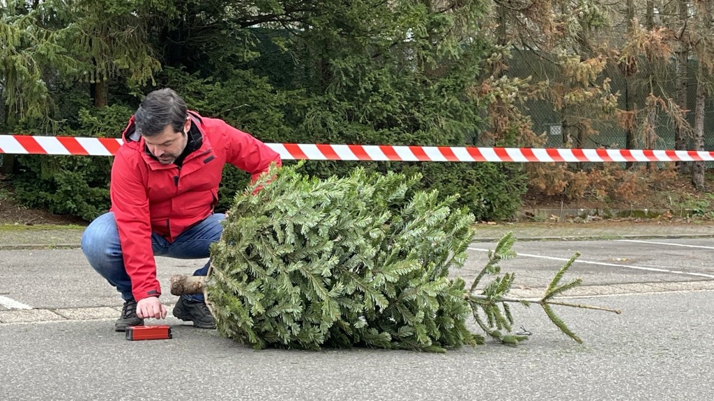 Ein Mann in einer roten Jacke misst auf dem Boden wie weit der Tannenbaum geworfen wurde.