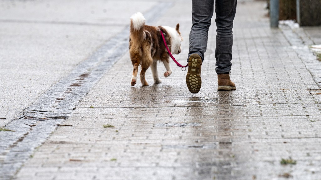 Ein Mann geht mit einem Hund über einen vereisten Weg.