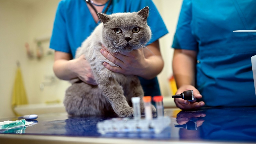 Untersuchung einer Katze in einer Tierarztpraxis