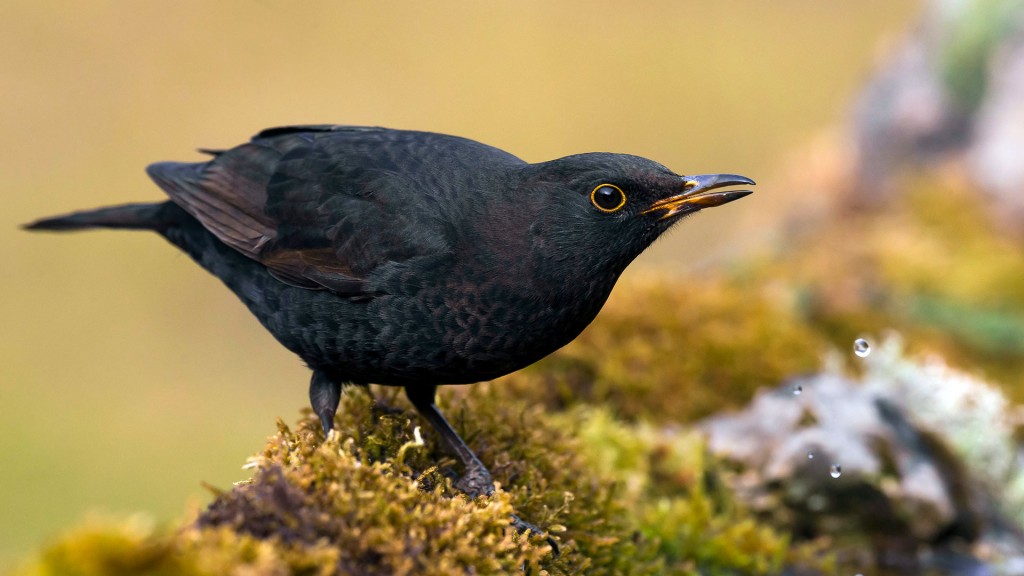 Amsel