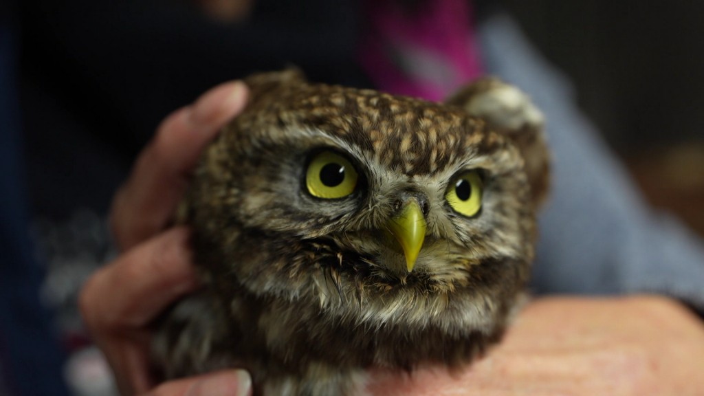 Steinkauz in der Wildvogelauffangstation
