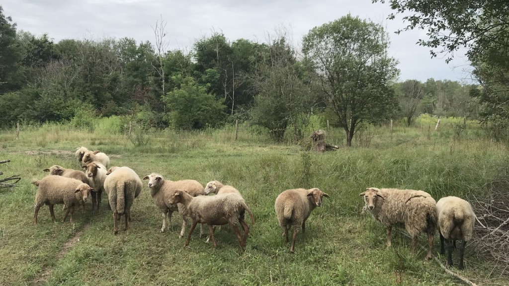 Schafe auf dem Neunkircher Hüttenareal
