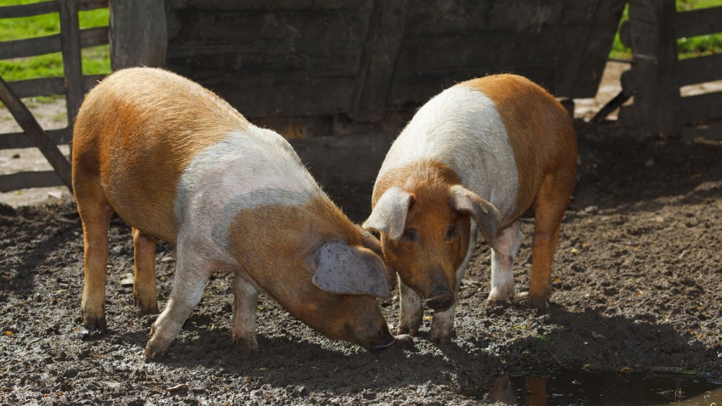 Dänische Protestschweine