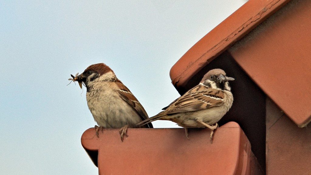 Foto: Ein Amselmännchen trinkt aus einer bemoosten Pfütze