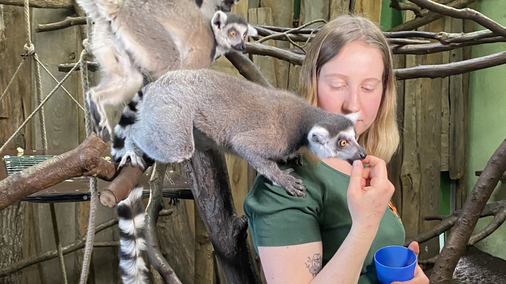 Tierpflegerin Nicola bei den Kattas im Neunkircher Zoo