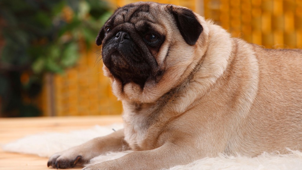Mops auf einem Teppich