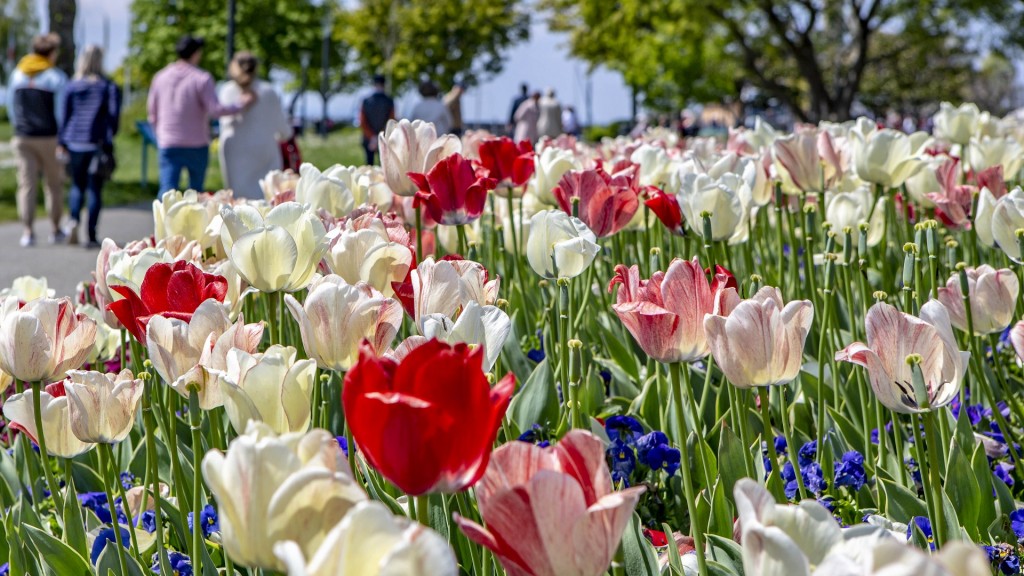 Blumen im Frühling