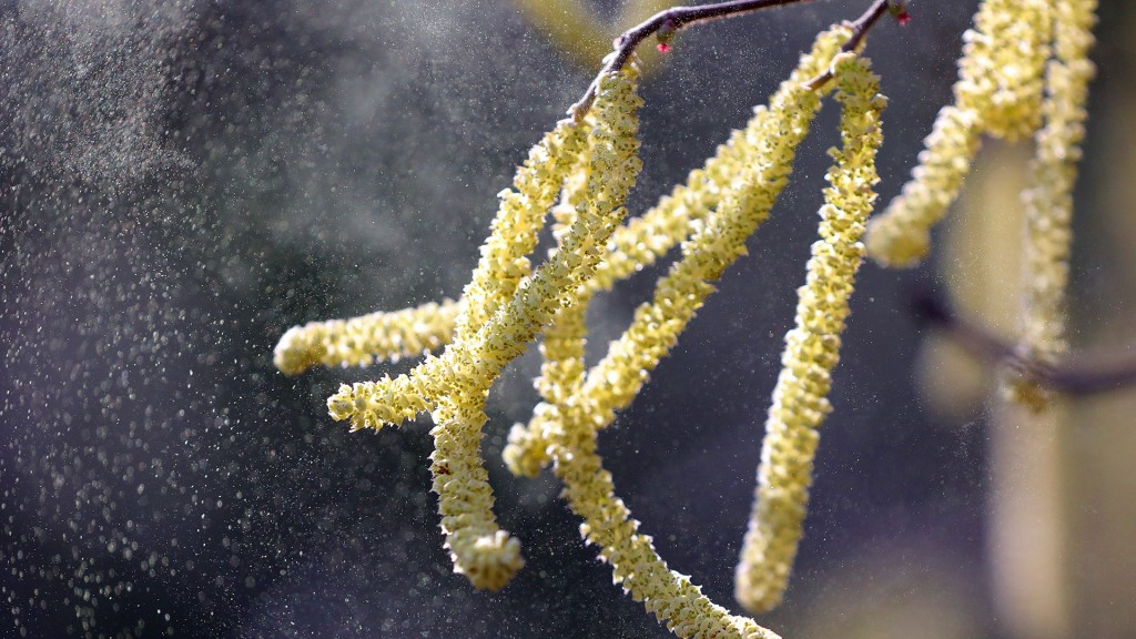 Foto: Hasel-Blüten setzen Pollen frei