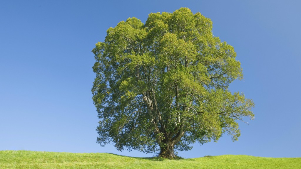 Ein Lindenbaum steht auf einem Hügel