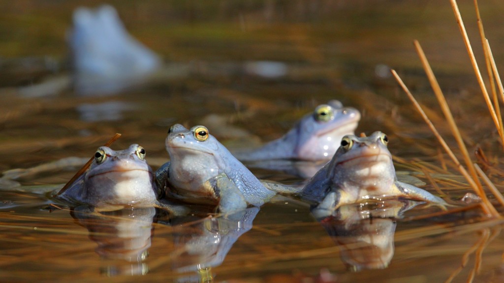 Mehrere Moorfrösche sitzen in einem Teich