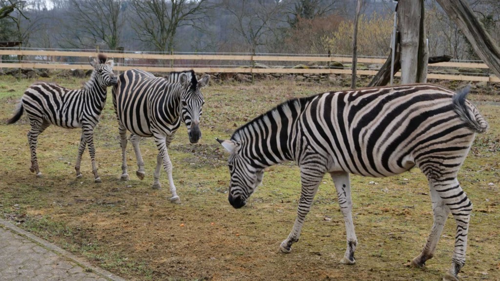 Chapmanzebras im Saarbrücker Zoo