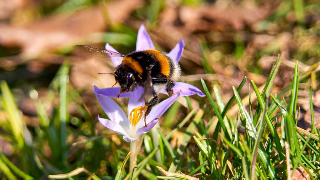 Eine Hummel sitzt in der Frühlingssonne auf einer Krokusblüte