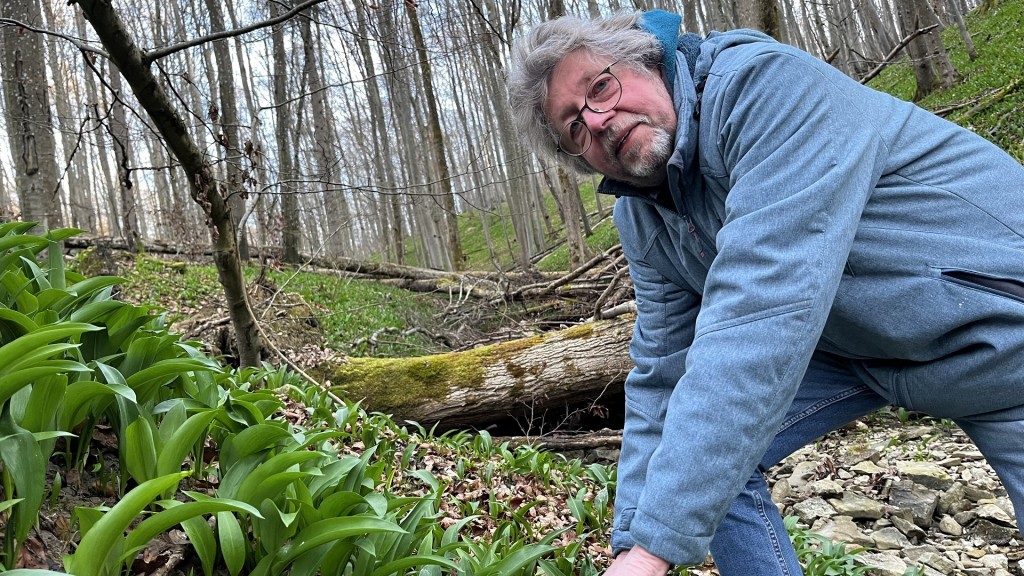 Peter Gaschott beim Bärlauchsammeln