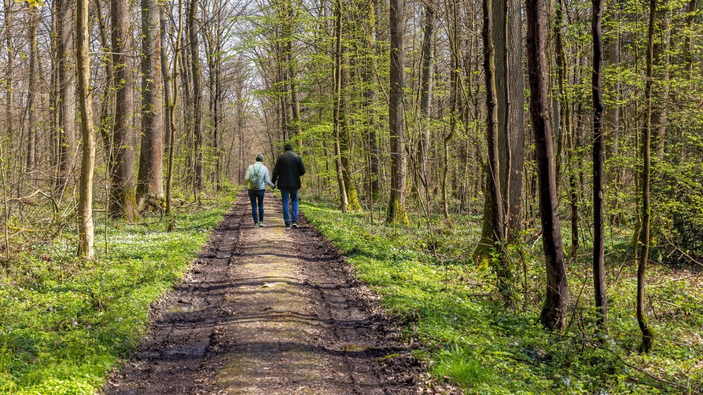 Zwei Spaziergänger im Frühlingswald