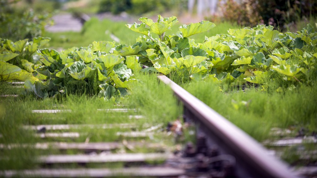 Überwucherte stillgelegte Bahngleise 