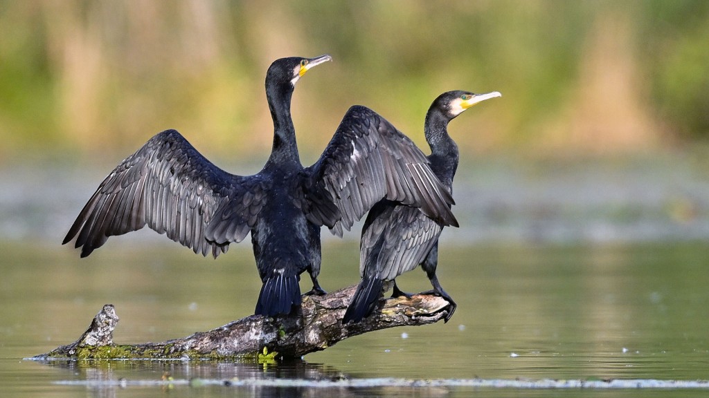 Zwei Kormorane auf einem Ast im Wasser