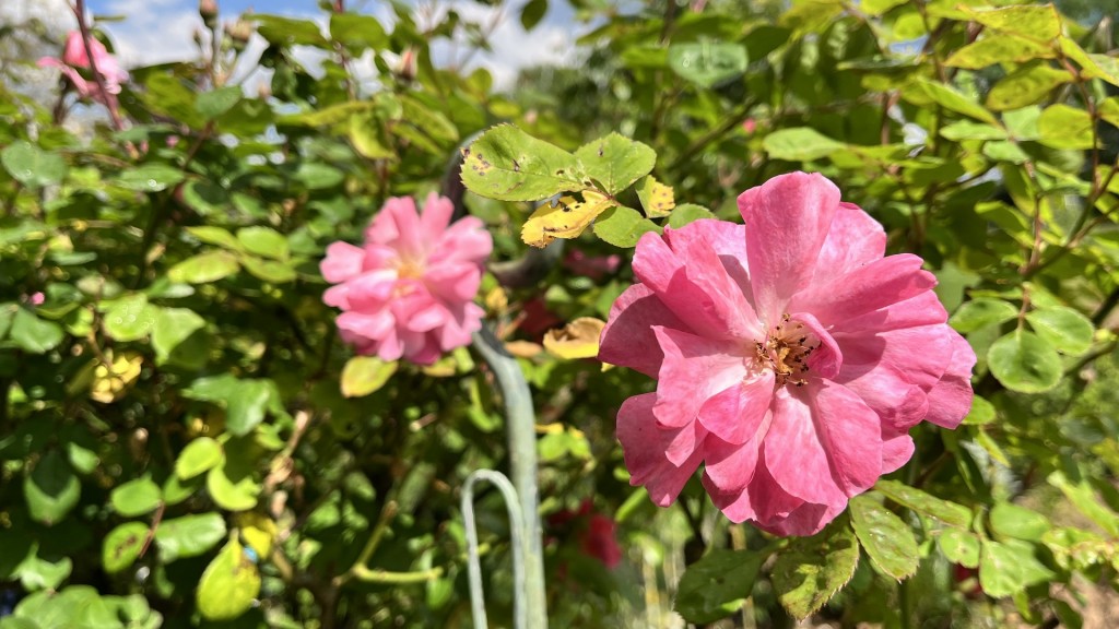Zwei rosa Rosen blühen