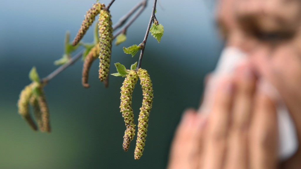 Eine Frau schneuzt  hinter einer Birkenblüte in ein Taschentuch. 