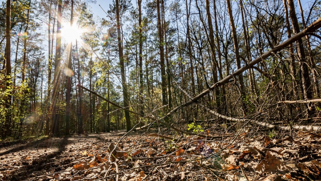 Trockenes Unterholz erhöht die Waldbrandgefahr.