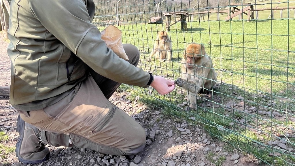 Ein Tierpfleger füttert Affen im Wildpark Freisen