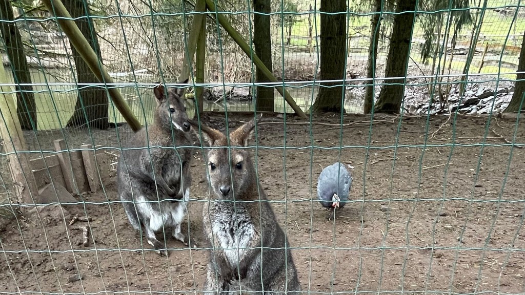 Wildpark Freisen