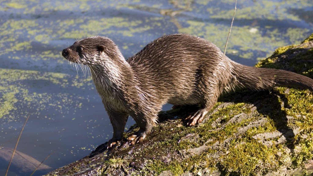 Fischotter