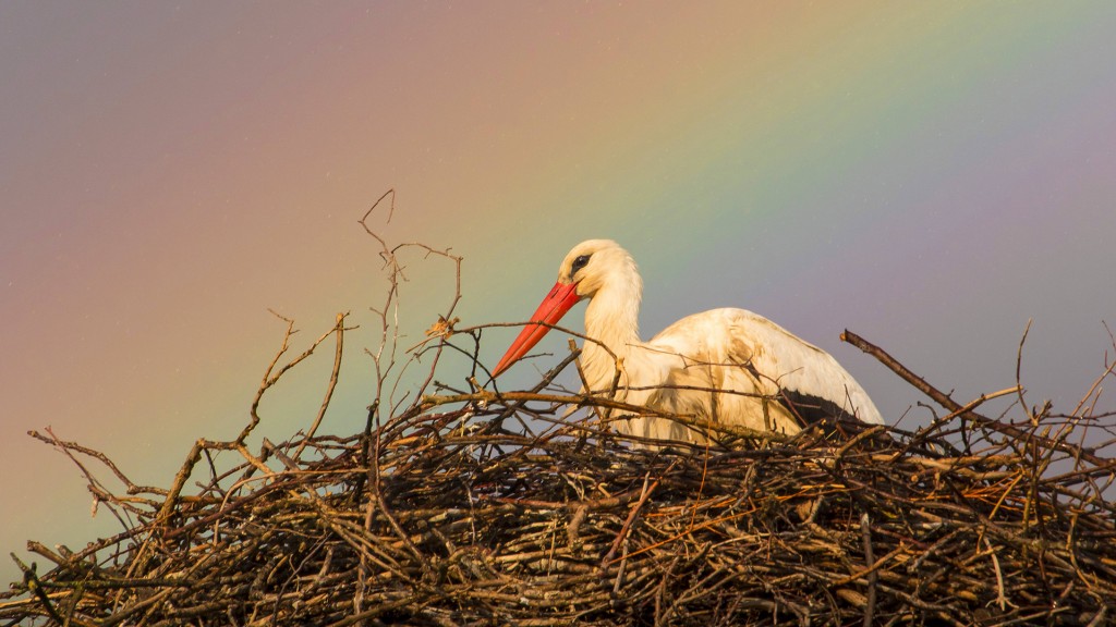 Storch im Nest