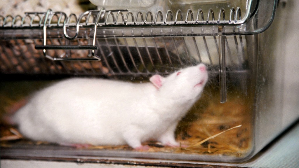 Eine Ratte im Käfig eines Tierversuchlabors