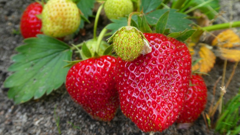 Erdbeeren in einem Korb