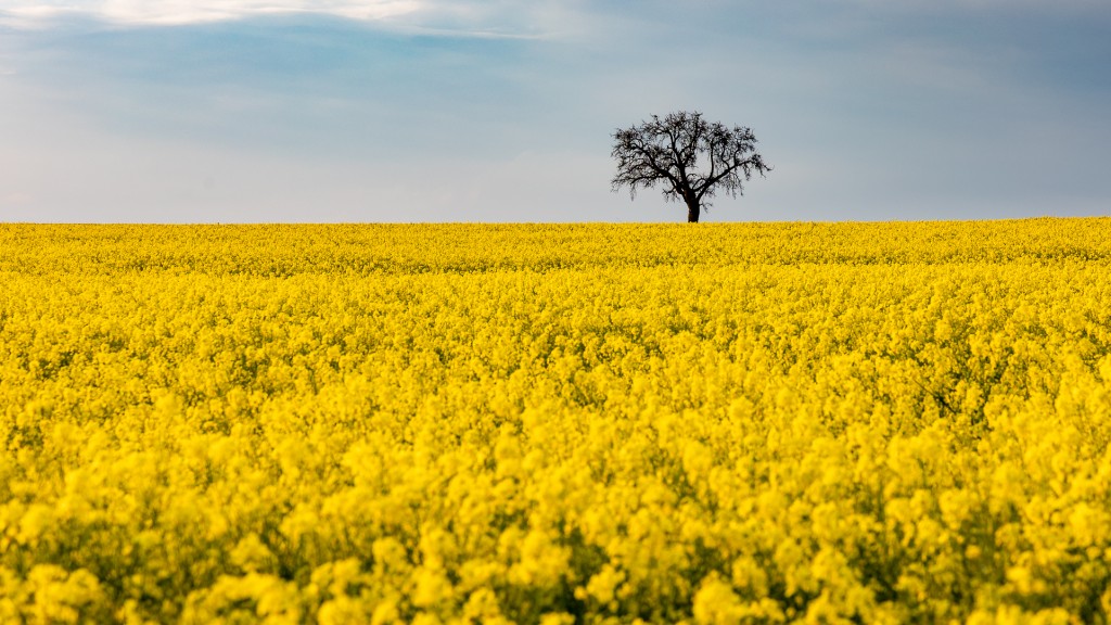 En blühendes Rapsfeld vor einem Baum