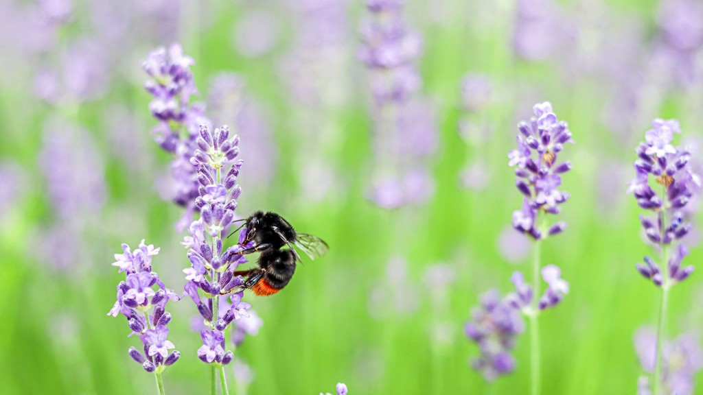 Hummel in einem Lavendelfeld