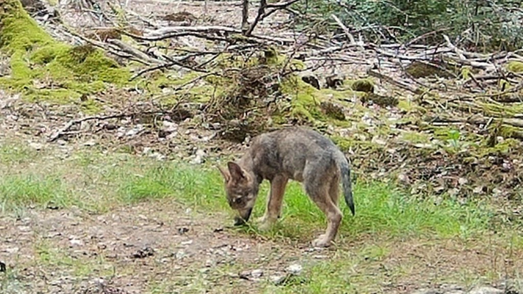 Sichtung eines Wolfswelpen im Saarland