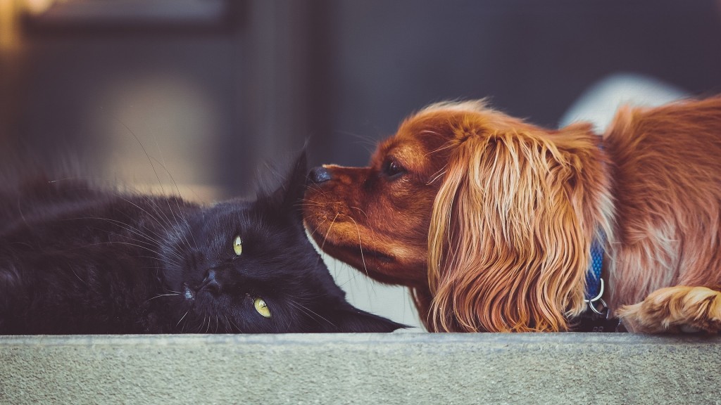 Eine Katze und ein Hund liegen nebeneinander